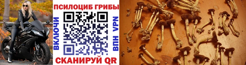 Псилоцибиновые грибы Psilocybe  blacksprut как войти  Абинск  наркотики 